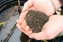 Load image into Gallery viewer, Aquascape Fertilizer Aquascape Pond Plant Potting Media 10 lbs.
