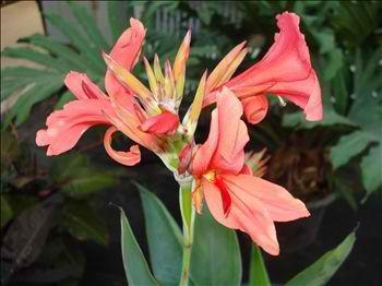 Charleston Aquatic Nurseries Charleston Stewart Schuck