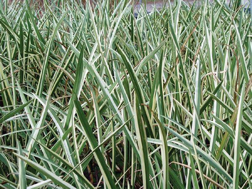 Charleston Aquatic Nurseries Pond Plants Charleston Acorus calamus Variegatus (Variegated Sweet Flag)