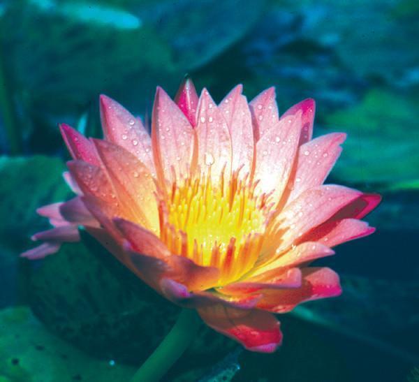 Charleston Aquatic Nurseries Pond Plants Charleston Albert Greenberg