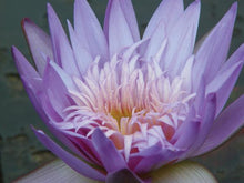 Load image into Gallery viewer, Charleston Aquatic Nurseries Pond Plants Charleston Alexis