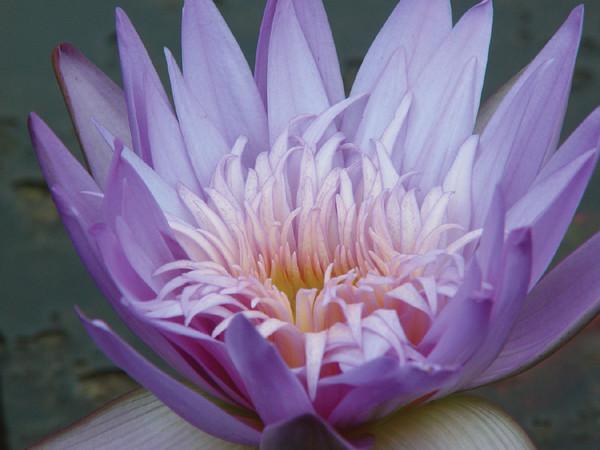 Charleston Aquatic Nurseries Pond Plants Charleston Alexis