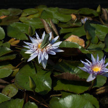 Load image into Gallery viewer, Charleston Aquatic Nurseries Pond Plants Charleston Alexis