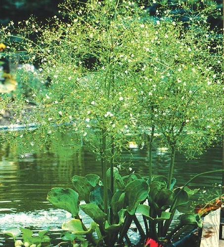 Charleston Aquatic Nurseries Pond Plants Charleston Alisma subcordatum (Water plantain)