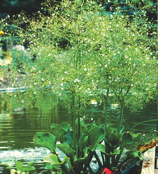 Charleston Aquatic Nurseries Pond Plants Charleston Alisma subcordatum (Water plantain)