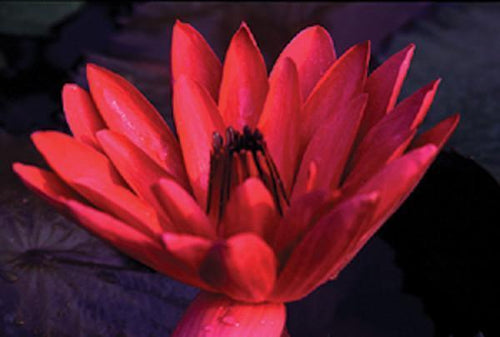 Charleston Aquatic Nurseries Pond Plants Charleston Antares