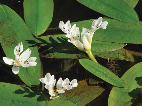 Charleston Aquatic Nurseries Pond Plants Charleston Aponogeton distachyus