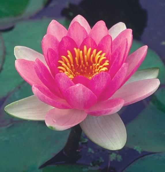 Charleston Aquatic Nurseries Pond Plants Charleston Attraction Hardy Water Lily