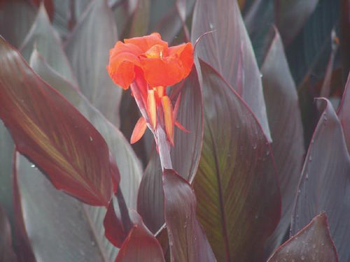 Charleston Aquatic Nurseries Pond Plants Charleston Australia