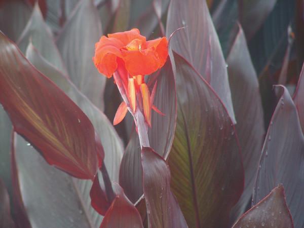 Charleston Aquatic Nurseries Pond Plants Charleston Australia