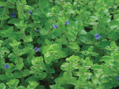 Charleston Aquatic Nurseries Pond Plants Charleston Bacopa caroliniana (Lemon Bacopa)