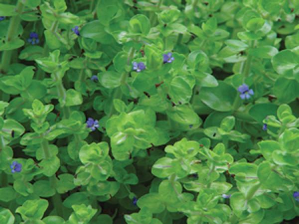 Charleston Aquatic Nurseries Pond Plants Charleston Bacopa caroliniana (Lemon Bacopa)
