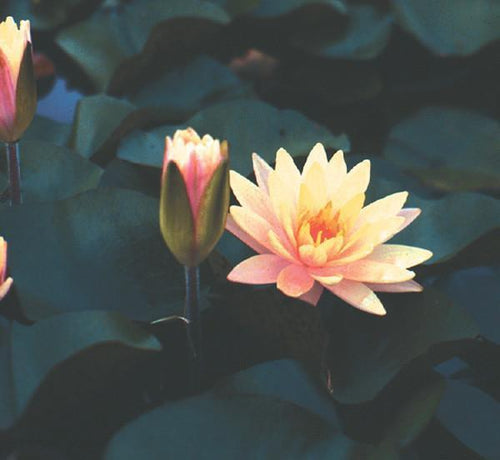 Charleston Aquatic Nurseries Pond Plants Charleston Barbara Dobbins