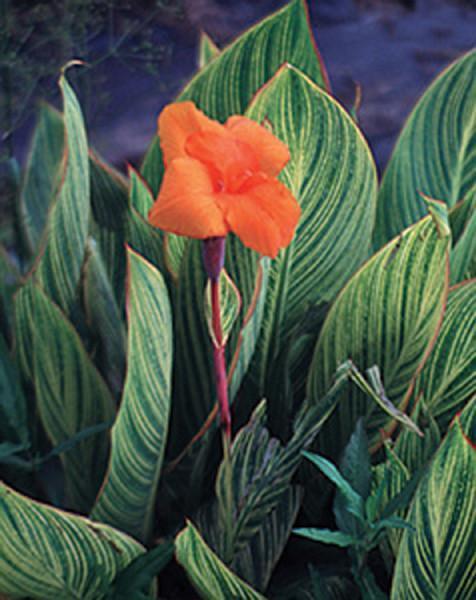 Charleston Aquatic Nurseries Pond Plants Charleston Bengal Tiger