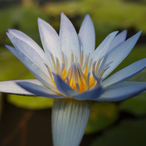 Charleston Aquatic Nurseries Pond Plants Charleston Blue Beauty