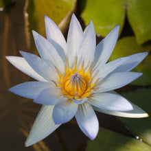 Load image into Gallery viewer, Charleston Aquatic Nurseries Pond Plants Charleston Blue Beauty