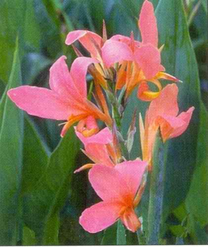 Charleston Aquatic Nurseries Pond Plants Charleston Canna Erebus (Pink Longwood Canna)
