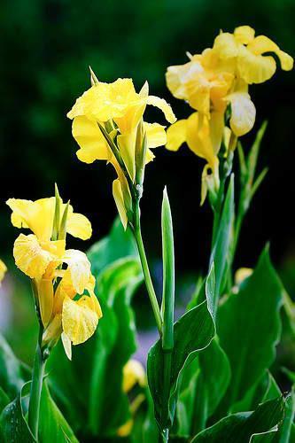 Charleston Aquatic Nurseries Pond Plants Charleston Canna flaccida (Yellow Water Canna)