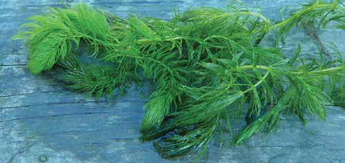 Charleston Aquatic Nurseries Pond Plants Charleston Ceratophyllum demersum