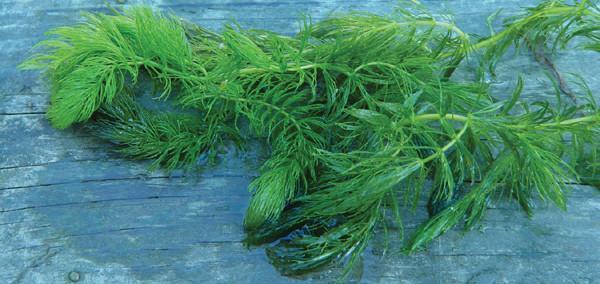 Charleston Aquatic Nurseries Pond Plants Charleston Ceratophyllum demersum
