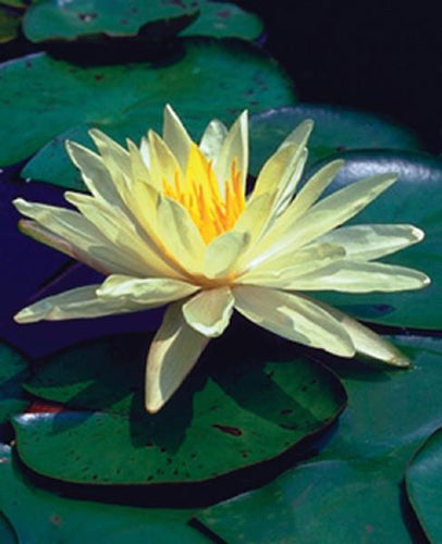 Charleston Aquatic Nurseries Pond Plants Charleston Charlene Strawn