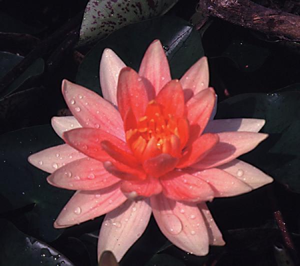 Charleston Aquatic Nurseries Pond Plants Charleston Charlie's Choice