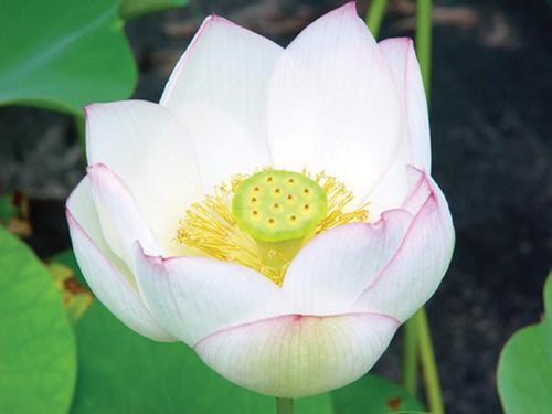 Charleston Chawan Basu - Lotus