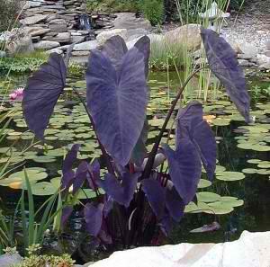 Charleston Aquatic Nurseries Pond Plants Charleston Colocasia Black Beauty (Taro)