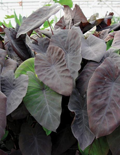 Charleston Aquatic Nurseries Pond Plants Charleston Colocasia esculenta Black Magic (Black Taro)