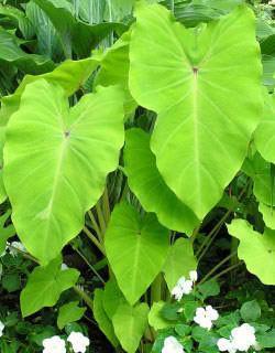 Charleston Aquatic Nurseries Pond Plants Charleston Colocasia esculenta Elena