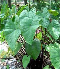 Charleston Aquatic Nurseries Pond Plants Charleston Colocasia esculenta 'Fontanessii'