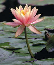 Load image into Gallery viewer, Charleston Aquatic Nurseries Pond Plants Charleston Colorado