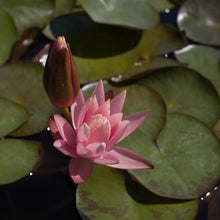Load image into Gallery viewer, Charleston Aquatic Nurseries Pond Plants Charleston Colorado