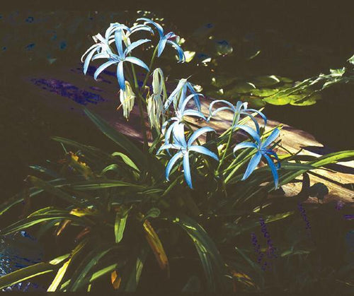 Charleston Aquatic Nurseries Pond Plants Charleston Crinum americanum (Bog Lily)