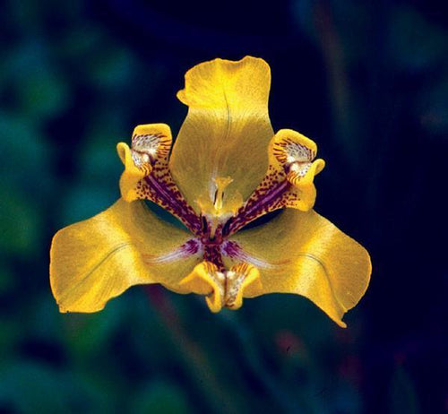 Charleston Aquatic Nurseries Pond Plants Charleston Cypella aquatica (Water Orchid)