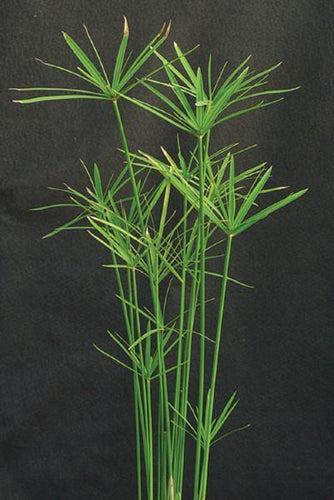 Charleston Aquatic Nurseries Pond Plants Charleston Cyperus alternifolius Gracilis (Dwarf umbrella palm)