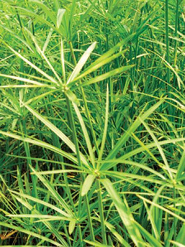 Charleston Aquatic Nurseries Pond Plants Charleston Cyperus alternifolius (Umbrella Palm)