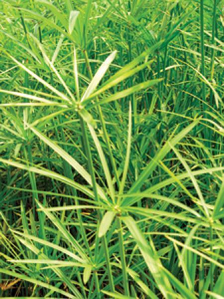 Charleston Aquatic Nurseries Pond Plants Charleston Cyperus alternifolius (Umbrella Palm)