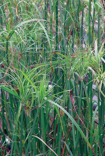 Charleston Aquatic Nurseries Pond Plants Charleston Cyperus gigantius (Mexican papyrus)