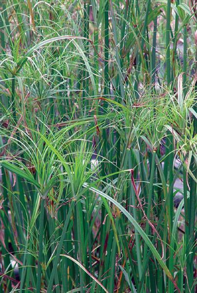 Charleston Aquatic Nurseries Pond Plants Charleston Cyperus gigantius (Mexican papyrus)