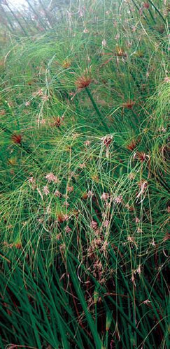Charleston Aquatic Nurseries Pond Plants Charleston Cyperus Papyrus (Egyptian papyrus)