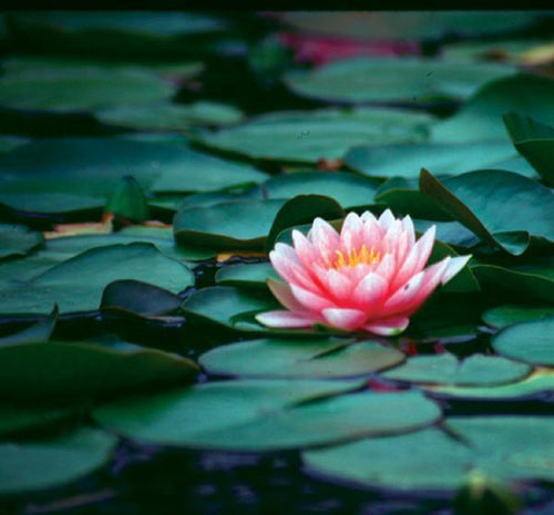 Charleston Aquatic Nurseries Pond Plants Charleston Darwin