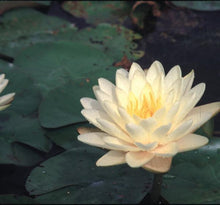 Load image into Gallery viewer, Charleston Aquatic Nurseries Pond Plants Charleston Denver