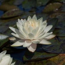 Load image into Gallery viewer, Charleston Aquatic Nurseries Pond Plants Charleston Denver