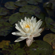 Load image into Gallery viewer, Charleston Aquatic Nurseries Pond Plants Charleston Denver
