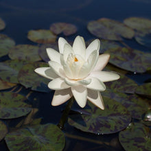 Load image into Gallery viewer, Charleston Aquatic Nurseries Pond Plants Charleston Denver