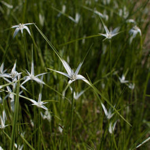Load image into Gallery viewer, Charleston Aquatic Nurseries Pond Plants Charleston Dichromena colorata (Star grass)