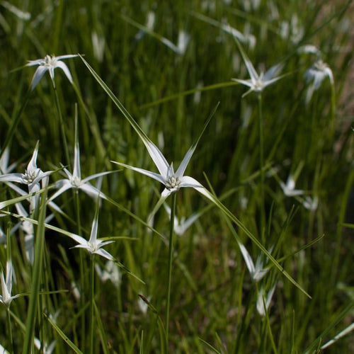Charleston Aquatic Nurseries Pond Plants Charleston Dichromena colorata (Star grass)