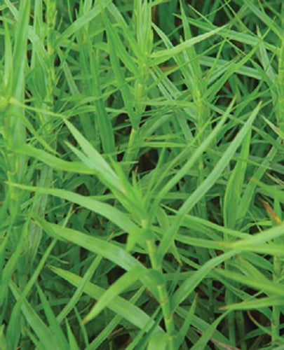 Charleston Aquatic Nurseries Pond Plants Charleston Dulichium arundinaceum (Dwarf bamboo)