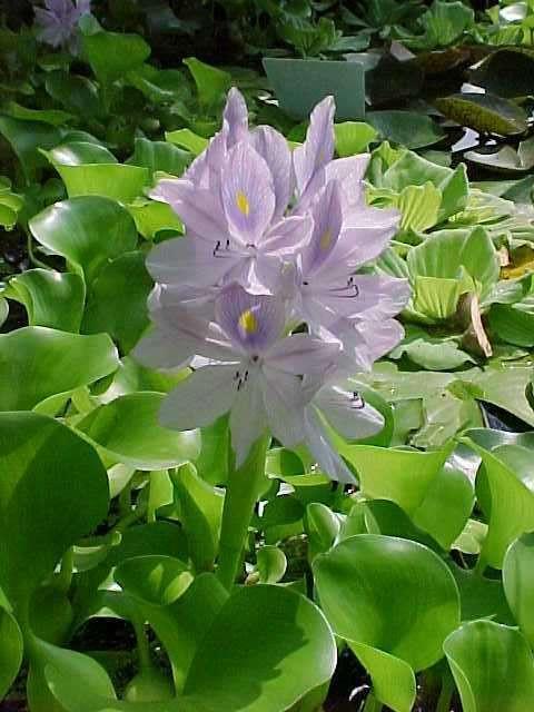 Charleston Aquatic Nurseries Pond Plants Charleston Eichhornia crassipes